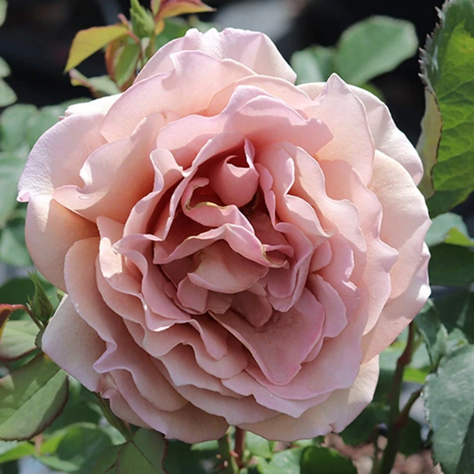 Rosa Mokarosa ('Frywitty') (PBR) Rosa Mokarosa ('Frywitty') (PBR) -Garden Plant Store pl2000044748