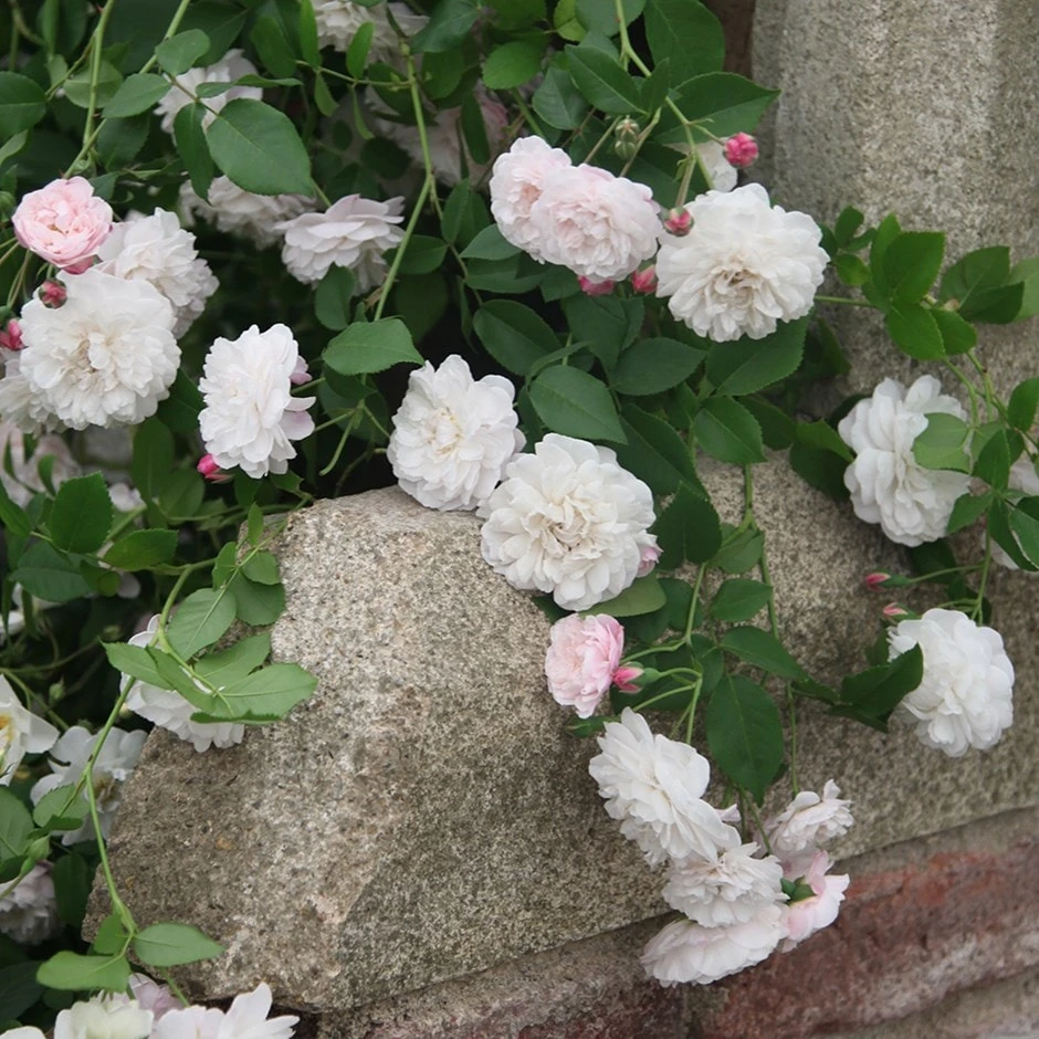Rosa Félicité et Perpétue Rosa Félicité Et Perpétue -Garden Plant Store pl2000044749