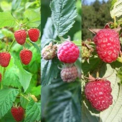 Extend The Season Raspberry Collection