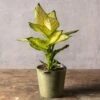 Dieffenbachia 'Summer Style' (PBR)