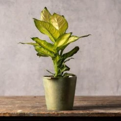 Dieffenbachia 'Summer Style' (PBR) -Garden Plant Store pl2000044820 card3 lg