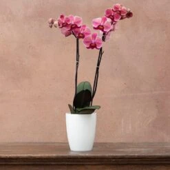 Phalaenopsis 'Asian Coral' -Garden Plant Store pl2000044821 card3 lg