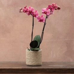 Phalaenopsis 'Asian Coral' -Garden Plant Store pl2000044821 card4 lg