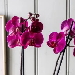 Phalaenopsis Anthura Stellenbosch ('phaldukai') (PBR) -Garden Plant Store pl2000044822 card4 lg