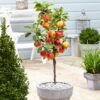 Apple 'Elstar' -Garden Plant Store pl2000045278