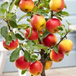 Apple 'Elstar' -Garden Plant Store pl2000045278 card3 lg