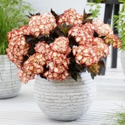 Hydrangea Macrophylla 'Light My Fire' (Black Diamonds Series) -Garden Plant Store pl2000045402 card3 lg