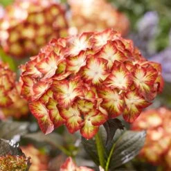 Hydrangea Macrophylla 'Light My Fire' (Black Diamonds Series) -Garden Plant Store pl2000045402 card4 lg