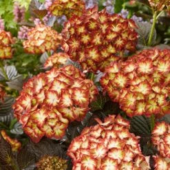 Hydrangea Macrophylla 'Light My Fire' (Black Diamonds Series) -Garden Plant Store pl2000045402 card6 lg