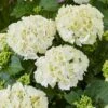 Hydrangea Macrophylla 'White' 6 Hydrangea Macrophylla 'White' -Garden Plant Store pl2000045407