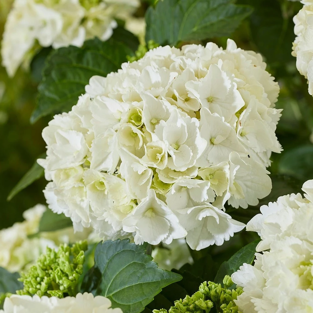 Hydrangea macrophylla 'White' Hydrangea Macrophylla 'White' -Garden Plant Store pl2000045407 card2 lg