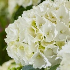 Hydrangea Macrophylla 'White' 2 Hydrangea Macrophylla 'White' -Garden Plant Store pl2000045407 card3 lg