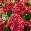 Hydrangea Macrophylla 'Red'