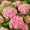 Hydrangea Macrophylla 'Pink'
