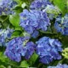 Hydrangea Macrophylla 'Blue' -Garden Plant Store pl2000045411