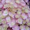 Hydrangea Macrophylla Love ('Youme H1917') (PBR)