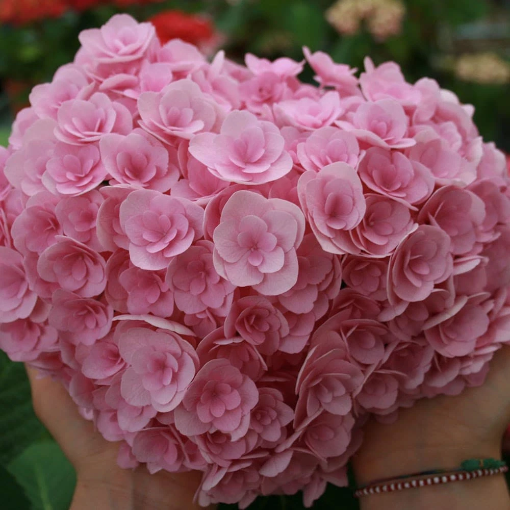 Hydrangea macrophylla Love ('Youme H1917') (PBR) Hydrangea Macrophylla Love ('Youme H1917') (PBR) -Garden Plant Store pl2000045449 card2 lg