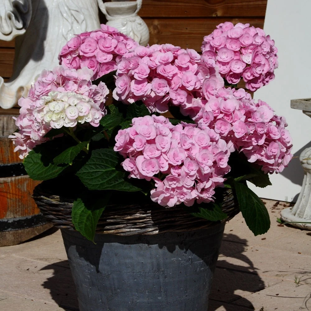 Hydrangea macrophylla Love ('Youme H1917') (PBR) Hydrangea Macrophylla Love ('Youme H1917') (PBR) -Garden Plant Store pl2000045449 card3 lg