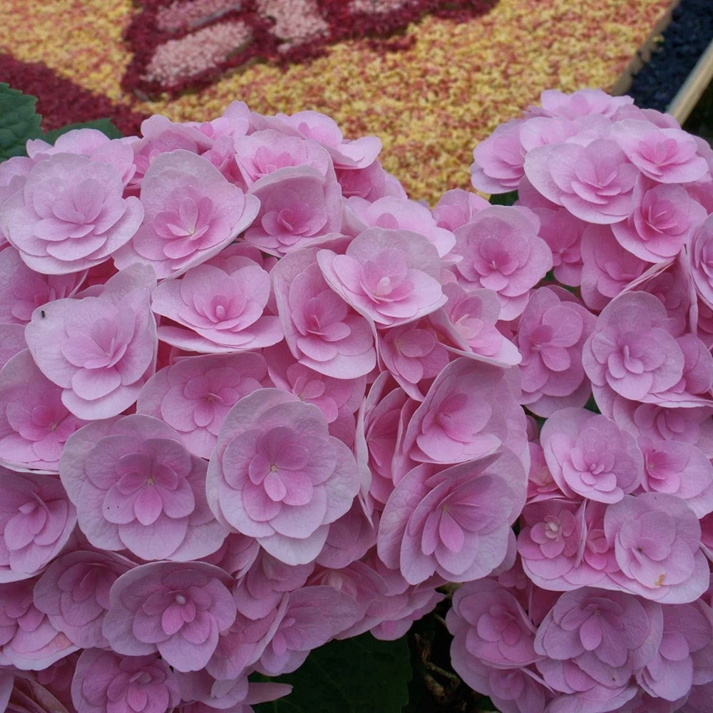 Hydrangea macrophylla Love ('Youme H1917') (PBR) Hydrangea Macrophylla Love ('Youme H1917') (PBR) -Garden Plant Store pl2000045449 card4 lg