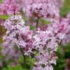 Syringa Josée ('Morjos 060f') (PBR) 2 Syringa Josée ('Morjos 060f') (PBR) -Garden Plant Store pl2000045465