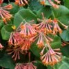 Lonicera Sempervirens 4 Lonicera Sempervirens -Garden Plant Store pl2000045484