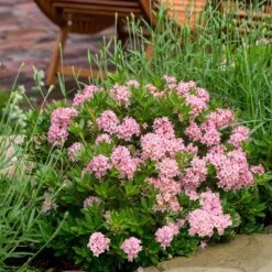 Rhododendron Bloombux Magenta ('Microhirs9') (PBR) -Garden Plant Store pl2000045584 card3 lg