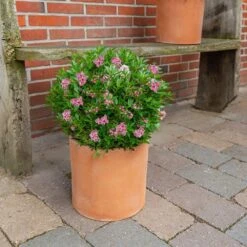 Rhododendron Bloombux Magenta ('Microhirs9') (PBR) -Garden Plant Store pl2000045584 card4 lg