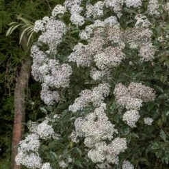 Olearia Macrodonta 2 Olearia Macrodonta -Garden Plant Store pl2000045908 card3 lg