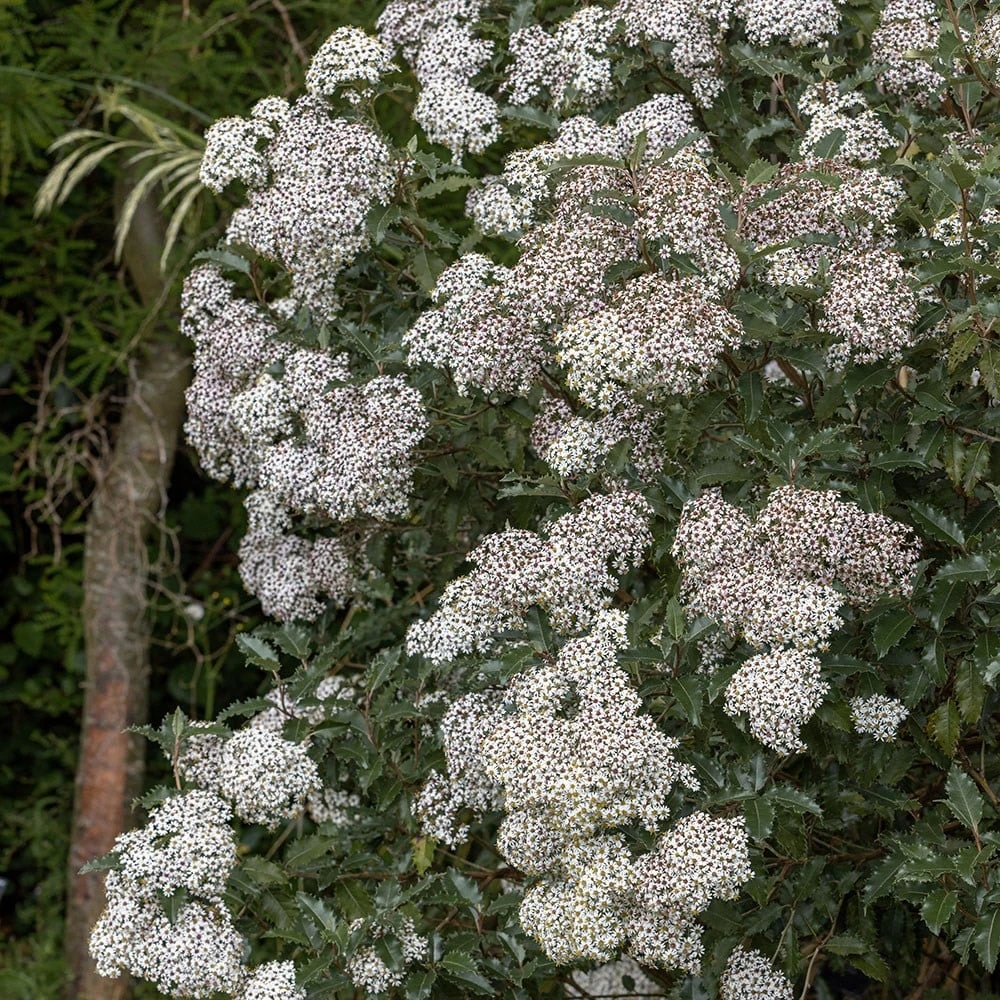 Olearia macrodonta Olearia Macrodonta -Garden Plant Store pl2000045908 card3 lg