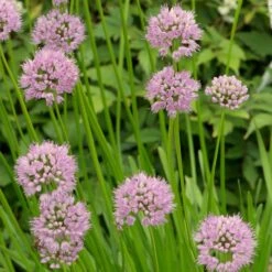 Allium Angulosum 'Summer Beauty'