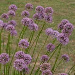 Allium Angulosum 'Summer Beauty' -Garden Plant Store pl2000045940 card3 lg