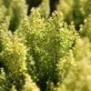 Erica Arborea 'Estrella Gold' -Garden Plant Store pl2000045948