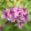 Jasminum × Stephanense Starry Starry Summer Scent ('Ganmin 1701') 2 Jasminum × Stephanense Starry Starry Summer Scent ('Ganmin 1701') -Garden Plant Store pl2000046119