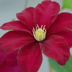 Clematis Issey ('Evipo081') (PBR)