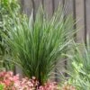 Dianella Revoluta Coolvista ('Allyn-Citation') (PBR) -Garden Plant Store pl2000046251