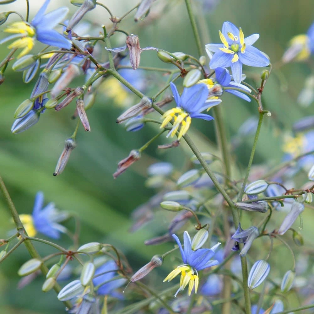 Dianella revoluta Coolvista ('Allyn-Citation') (PBR) Dianella Revoluta Coolvista ('Allyn-Citation') (PBR) -Garden Plant Store pl2000046251 card2 lg