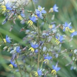 Dianella Revoluta Coolvista ('Allyn-Citation') (PBR) 2 Dianella Revoluta Coolvista ('Allyn-Citation') (PBR) -Garden Plant Store pl2000046251 card3 lg