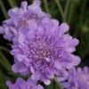 Scabiosa Flutter Deep Blue ('Balfluttdelu') (PBR) (Flutter Series)
