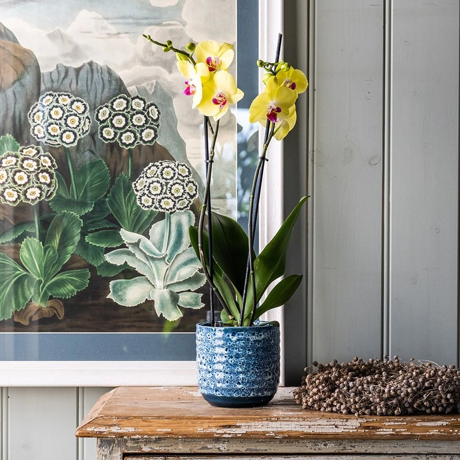 Phalaenopsis 'Miraflore' Phalaenopsis 'Miraflore' -Garden Plant Store pl2000046337