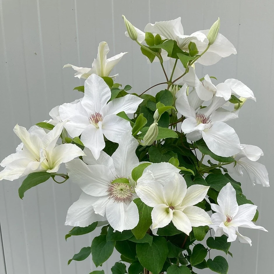 Clematis 'Guernsey Flute' Clematis 'Guernsey Flute' -Garden Plant Store pl2000046367