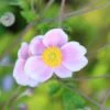 Anemone × Hybrida 'Loreley' 2 Anemone × Hybrida 'Loreley' -Garden Plant Store pl2000046383
