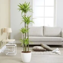 Dracaena Fragrans (Deremensis Group) 'Lemon Lime'