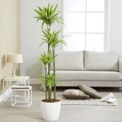 Dracaena Fragrans (Deremensis Group) 'Lemon Lime' 2 Dracaena Fragrans (Deremensis Group) 'Lemon Lime' -Garden Plant Store pl2000046605 card3 lg