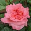 Rosa Rachel ('Tangust') (PBR) -Garden Plant Store pl2000046623