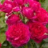 Rosa Soul ('Tan09651') (PBR) 3 Rosa Soul ('Tan09651') (PBR) -Garden Plant Store pl2000046625