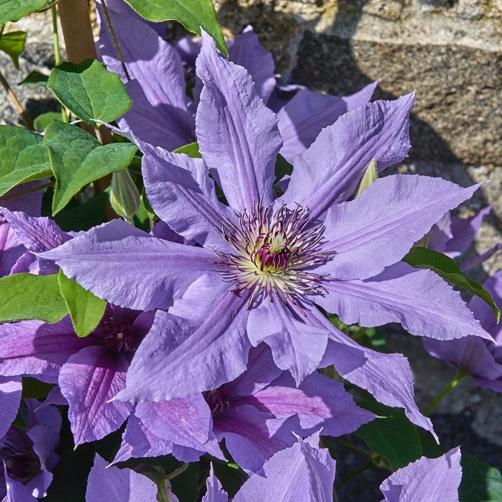 Clematis Tumaini ('Evigsy151') (PBR) Clematis Tumaini ('Evigsy151') (PBR) -Garden Plant Store pl2000046633 card5 lg