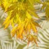 Acer 'Orange Lace' (PBR) -Garden Plant Store pl2000046651
