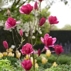 Magnolia 'Emperor' (PBR) -Garden Plant Store pl2000046655 card5 lg