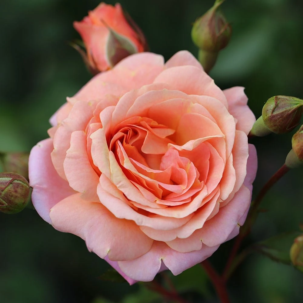 Rose of the year 2023Rosa Peach Melba Rose Of The Year 2023Rosa Peach Melba -Garden Plant Store pl2000046733 card2 lg