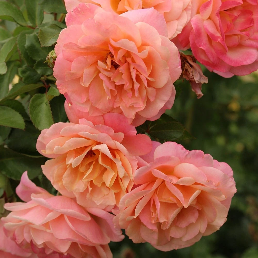 Rose of the year 2023Rosa Peach Melba Rose Of The Year 2023Rosa Peach Melba -Garden Plant Store pl2000046733 card3 lg